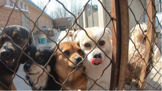 ���ô�ĸ��Ʒ��Nest Designs�y�֡������𡱞�100ֻ���˹��ṩ���¼�